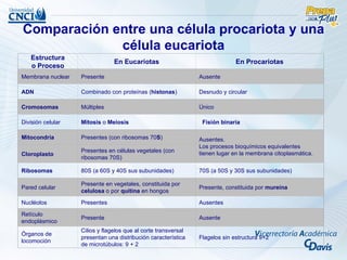 Comparación entre una célula procariota y una
             célula eucariota
   Estructura
                                En Eucariotas                                 En Procariotas
   o Proceso
Membrana nuclear   Presente                                     Ausente

ADN                Combinado con proteínas (histonas)           Desnudo y circular

Cromosomas         Múltiples                                    Único

División celular   Mitosis o Meiosis                             Fisión binaria

Mitocondria        Presentes (con ribosomas 70S)                Ausentes.
                                                                Los procesos bioquímicos equivalentes
                   Presentes en células vegetales (con          tienen lugar en la membrana citoplasmática.
Cloroplasto
                   ribosomas 70S)

Ribosomas          80S (a 60S y 40S sus subunidades)            70S (a 50S y 30S sus subunidades)

                   Presente en vegetales, constituida por
Pared celular                                                   Presente, constituida por mureína
                   celulosa o por quitina en hongos

Nucléolos          Presentes                                    Ausentes

Retículo
                   Presente                                     Ausente
endoplásmico
                   Cilios y flagelos que al corte transversal
Órganos de
                   presentan una distribución característica    Flagelos sin estructura 9+2
locomoción
                   de microtúbulos: 9 + 2
 
