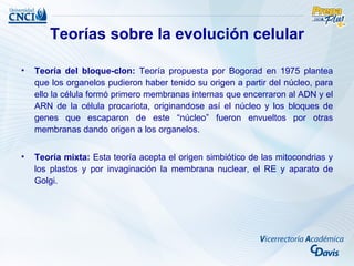Teorías sobre la evolución celular

•   Teoría del bloque-clon: Teoría propuesta por Bogorad en 1975 plantea
    que los organelos pudieron haber tenido su origen a partir del núcleo, para
    ello la célula formó primero membranas internas que encerraron al ADN y el
    ARN de la célula procariota, originandose así el núcleo y los bloques de
    genes que escaparon de este “núcleo” fueron envueltos por otras
    membranas dando origen a los organelos.


•   Teoría mixta: Esta teoría acepta el origen simbiótico de las mitocondrias y
    los plastos y por invaginación la membrana nuclear, el RE y aparato de
    Golgi.
 