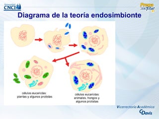 Diagrama de la teoría endosimbionte
 
