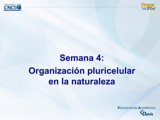 Semana 4:
Organización pluricelular
    en la naturaleza
 