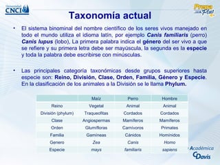 Taxonomía actual
•   El sistema binominal del nombre científico de los seres vivos manejado en
    todo el mundo utiliza el idioma latín, por ejemplo Canis familiaris (perro)
    Canis lupus (lobo), La primera palabra indica el género del ser vivo a que
    se refiere y su primera letra debe ser mayúscula, la segunda es la especie
    y toda la palabra debe escribirse con minúsculas.

•   Las principales categoría taxonómicas desde grupos superiores hasta
    especie son: Reino, División, Clase, Orden, Familia, Género y Especie.
    En la clasificación de los animales a la División se le llama Phylum.

                                   Maíz         Perro       Hombre
                Reino            Vegetal       Animal        Animal
           División (phylum)   Traqueofitas   Cordados      Cordados
                Clase          Angiospermas   Mamíferos    Mamíferos
                Orden           Glumífloras   Carnívoros    Primates
               Familia          Gamíneas       Cánidos     Homínidos
               Genero              Zea          Canis        Homo
               Especie            mays        familiaris    sapiens
 