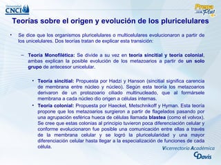 Teorías sobre el origen y evolución de los pluricelulares
•    Se dice que los organismos pluricelulares o multicelulares evolucionaron a partir de
     los unicelulares. Dos teorías tratan de explicar esta transición:

      – Teoría Monofilética: Se divide a su vez en teoría sincitial y teoría colonial,
        ambas explican la posible evolución de los metazoarios a partir de un solo
        grupo de antecesor unicelular.

           • Teoría sincitial: Propuesta por Hadzi y Hanson (sincitial significa carencia
             de membrana entre núcleo y núcleo). Según esta teoría los metazoarios
             derivaron de un protozoario ciliado multinucleado, que al formársele
             membrana a cada núcleo dio origen a células internas.
           • Teoría colonial: Propuesta por Haeckel, Metschnikoff y Hyman. Esta teoría
             propone que los metazoarios surgieron a partir de flagelados pasando por
             una agrupación esférica hueca de células llamada blastea (como el volvox).
             Se cree que estas colonias al principio tuvieron poca diferenciación celular y
             conforme evolucionaron fue posible una comunicación entre ellas a través
             de la membrana celular y se logró la pluricelularidad y una mayor
             diferenciación celular hasta llegar a la especialización de funciones de cada
             célula.
 