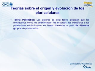 Teorías sobre el origen y evolución de los
              pluricelulares
– Teoría Polifilética: Los autores de esta teoría postulan que los
  metazoarios como los celenterados, las esponjas, los ctenóforos y los
  platelmintos evolucionaron en líneas diferentes a partir de diversos
  grupos de protozoarios.
 