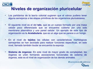 Niveles de organización pluricelular
•   Los partidarios de la teoría colonial sugieren que el volvox pudiera tener
    alguna semejanza a las etapas primitivas de los organismos pluricelulares.

•   El siguiente nivel es el del talo, que es un cuerpo formado por una masa
    celular poco diferenciada que se encuentra cubierta por una sola
    membrana plasmática y una pared celular. Un ejemplo de este tipo de
    organización es la Acetabularia, que es un alga que se parece a un hongo.

•   En el nivel de tejidos las células con características morfológicas
    semejantes se han asociado para realizar funciones específicas, en este
    nivel, llamado también tisular se encuentra la esponja.

•   Sistema de órganos: En este nivel de mayor grado de complejidad, los
    órganos se unen formando asociaciones funcionales de sistema de
    órganos, este es el nivel de organización de los demás animales.
 