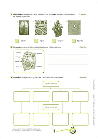 6 Identifica cada diagrama con el término correcto, coloca la letra correspondiente   2 puntos
  en el espacio provisto.

        A                   B                          C                D




7 Resume tres características principales de una célula eucariota.                    3 puntos


       Citoplasma
                                  Membrana

      Pared celular


     Orgánulos



       Núcleo                     Cloroplasto




8 Completa el organizador gráfico que clasifica los tejidos animales.                 4 puntos




                                                                                                 FOTOCOPIABLE
                                                Tejidos animales




                                                                                                 DISTRIBUCIÓN GRATUITA - PROHIBIDA LA VENTA




                                                Características




   EVALUACIÓN PREPARADA EN BASE A LAS
 DESTREZAS CON CRITERIOS DE DESEMPEÑO                                          35
 