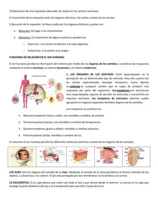 3.Elaboración de una respuesta adecuada. Se realiza en los centros nerviosos.

4.Transmisión de la respuesta hasta los órganos efectores. Se realiza a través de los nervios.

5.Ejecución de la respuesta. Se lleva a cabo por los órganos efectores, pueden ser:

        Músculos: Da lugar a los movimientos.

        Glándulas: Es la secreción de alguna sustancia, pueden ser:

            o   Exocrinas: si la vierten al exterior o al tubo digestivo.

            o   Endocrinas: si la vierten a la sangre.

FUNCIONES DE RELACIÓN EN EL SER HUMANO:

El ser humano percibe la información del entorno por medio de los órganos de los sentidos y coordinan las respuestas
mediante el sistema nervioso, el sistema locomotor y el sistema endocrino.

                                                    1. LOS ÓRGANOS DE LOS SENTIDOS: Están especializados en la
                                                    percepción de un determinado tipo de estimulo. Para ello cuenta con
                                                    las células especializadas llamadas receptores. Como dijimos
                                                    un estímulo es cualquier cambio que es capaz de producir una
                                                    respuesta por parte del organismo. Los receptores son estructuras
                                                    muy especializadas capaces de percibir los estímulos y convertirlos en
                                                    impulsos nerviosos. Los receptores de estímulos externos suelen
                                                    agruparse en órganos especiales llamados órganos de los sentidos.

                                                    Los receptores se clasifican en:

        1. Mecanorreceptores (tacto y oído): son sensibles a cambios de presión.

        2. Termorreceptores (tacto): son sensibles a cambios de temperatura.

        3. Quimiorreceptores (gusto y olfato): sensibles a cambios químicos.

        4. Fotorreceptores (vista): sensibles a cambios de luz.

En resumen el ser humano percibe los diferentes estímulos externos a través de los órganos de los sentidos:




LOS OJOS: Son los órganos del sentido de la vista. Mediante el sentido de la vista percibimos la forma y tamaño de los
objetos. La distancia y los colores. El ojo está protegido por dos membranas: la esclerótica y la cornea.

LA ESCLERÓTICA: Es la capa blanca que cubre casi todo el ojo y que vemos desde el exterior. La cornea es la capa que
protege la parte delantera del ojo y es transparente para permitir el paso de la luz.
 