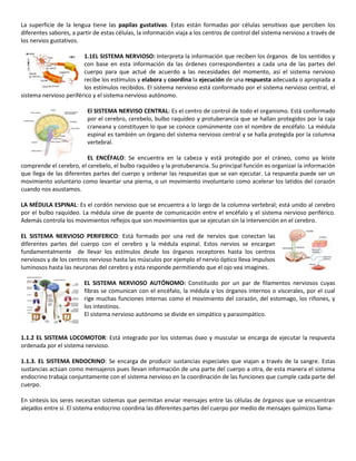 La superficie de la lengua tiene las papilas gustativas. Estas están formadas por células sensitivas que perciben los
diferentes sabores, a partir de estas células, la información viaja a los centros de control del sistema nervioso a través de
los nervios gustativos.

                        1.1EL SISTEMA NERVIOSO: Interpreta la información que reciben los órganos de los sentidos y
                        con base en esta información da las órdenes correspondientes a cada una de las partes del
                        cuerpo para que actué de acuerdo a las necesidades del momento, así el sistema nervioso
                        recibe los estímulos y elabora y coordina la ejecución de una respuesta adecuada o apropiada a
                        los estímulos recibidos. El sistema nervioso está conformado por el sistema nervioso central, el
sistema nervioso periférico y el sistema nervioso autónomo.

                          El SISTEMA NERVISO CENTRAL: Es el centro de control de todo el organismo. Está conformado
                          por el cerebro, cerebelo, bulbo raquídeo y protuberancia que se hallan protegidos por la caja
                          craneana y constituyen lo que se conoce comúnmente con el nombre de encéfalo. La médula
                          espinal es también un órgano del sistema nervioso central y se halla protegida por la columna
                          vertebral.

                          EL ENCÉFALO: Se encuentra en la cabeza y está protegido por el cráneo, como ya leíste
comprende el cerebro, el cerebelo, el bulbo raquídeo y la protuberancia. Su principal función es organizar la información
que llega de las diferentes partes del cuerpo y ordenar las respuestas que se van ejecutar. La respuesta puede ser un
movimiento voluntario como levantar una pierna, o un movimiento involuntario como acelerar los latidos del corazón
cuando nos asustamos.

LA MÉDULA ESPINAL: Es el cordón nervioso que se encuentra a lo largo de la columna vertebral; está unido al cerebro
por el bulbo raquídeo. La médula sirve de puente de comunicación entre el encéfalo y el sistema nervioso periférico.
Además controla los movimientos reflejos que son movimientos que se ejecutan sin la intervención en el cerebro.

EL SISTEMA NERVIOSO PERIFERICO: Está formado por una red de nervios que conectan las
diferentes partes del cuerpo con el cerebro y la médula espinal. Estos nervios se encargan
fundamentalmente de llevar los estímulos desde los órganos receptores hasta los centros
nerviosos y de los centros nervioso hasta las músculos por ejemplo el nervio óptico lleva impulsos
luminosos hasta las neuronas del cerebro y esta responde permitiendo que el ojo vea imagines.

                         EL SISTEMA NERVIOSO AUTÓNOMO: Constituido por un par de filamentos nerviosos cuyas
                         fibras se comunican con el encéfalo, la médula y los órganos internos o viscerales, por el cual
                         rige muchas funciones internas como el movimiento del corazón, del estomago, los riñones, y
                         los intestinos.
                         El sistema nervioso autónomo se divide en simpático y parasimpático.


1.1.2 EL SISTEMA LOCOMOTOR: Está integrado por los sistemas óseo y muscular se encarga de ejecutar la respuesta
ordenada por el sistema nervioso.

1.1.3. EL SISTEMA ENDOCRINO: Se encarga de producir sustancias especiales que viajan a través de la sangre. Estas
sustancias actúan como mensajeros pues llevan información de una parte del cuerpo a otra, de esta manera el sistema
endocrino trabaja conjuntamente con el sistema nervioso en la coordinación de las funciones que cumple cada parte del
cuerpo.

En síntesis los seres necesitan sistemas que permitan enviar mensajes entre las células de órganos que se encuentran
alejados entre sí. El sistema endocrino coordina las diferentes partes del cuerpo por medio de mensajes químicos llama-
 