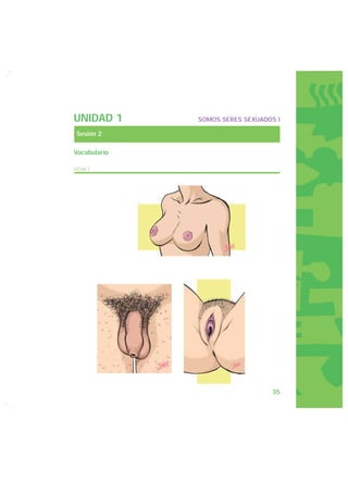 UNIDAD 1      SOMOS SERES SEXUADOS I

Sesión 2

Vocabulario

FICHA 1




                                 35
 