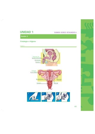 UNIDAD 1                                 SOMOS SERES SEXUADOS I

Sesión 3

Fisiología e Higiene

FICHA 1




                 Depósito de
                 espermatozoides
                     Testículo
                       Uretra




               Trompas
               de Falopio




                        Endometrio               Ovario

                            Vagina       Útero




           1                         2       3




                                                            41
 