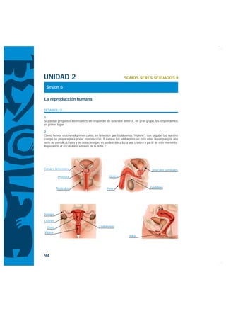 UNIDAD 2                                                      SOMOS SERES SEXUADOS II

 Sesión 6

La reproducción humana

DESARROLLO

1.
Si quedan preguntas interesantes sin responder de la sesión anterior, en gran grupo, las respondemos
en primer lugar.

2.
Como hemos visto en el primer curso, en la sesión que titulábamos “Higiene”, con la pubertad nuestro
cuerpo se prepara para poder reproducirse. Y aunque los embarazos en esta edad llevan parejos una
serie de complicaciones y se desaconsejan, es posible dar a luz a una criatura a partir de este momento.
Repasamos el vocabulario a través de la ficha 1:




Canales deferentes                                                                  Vesículas seminales

           Próstata                               Uretra


          Testículos                            Pene                              Epidídimo




Trompa

Ovarios

  Útero                                   Endometrio
Vagina
                                                                  Vulva




94
 