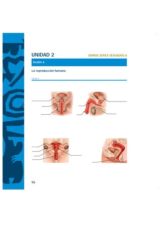 UNIDAD 2                 SOMOS SERES SEXUADOS II

 Sesión 6

La reproducción humana

FICHA 1




96
 