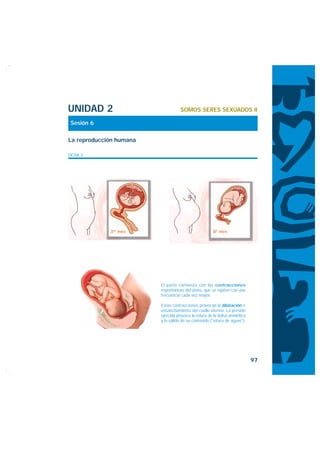 UNIDAD 2                            SOMOS SERES SEXUADOS II

 Sesión 6

La reproducción humana

FICHA 2




             3er mes                                  8º mes




                         El parto comienza con las contracciones
                         espontáneas del útero, que se repiten con una
                         frecuencia cada vez mayor.

                         Estas contracciones provocan la dilatación o
                         ensanchamiento del cuello uterino. La presión
                         ejercida provoca la rotura de la bolsa amniótica
                         y la salida de su contenido (”rotura de aguas”).




                                                                            97
 