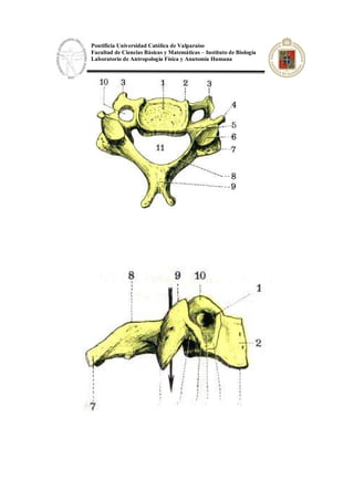 Pontificia Universidad Católica de Valparaíso
Facultad de Ciencias Básicas y Matemáticas – Instituto de Biología
Laboratorio de Antropología Física y Anatomía Humana
 