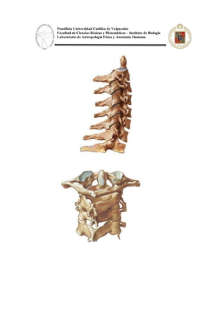 Pontificia Universidad Católica de Valparaíso
Facultad de Ciencias Básicas y Matemáticas – Instituto de Biología
Laboratorio de Antropología Física y Anatomía Humana
 