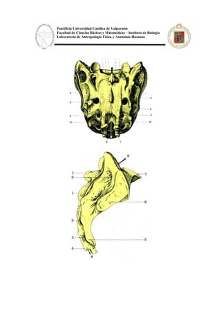 Pontificia Universidad Católica de Valparaíso
Facultad de Ciencias Básicas y Matemáticas – Instituto de Biología
Laboratorio de Antropología Física y Anatomía Humana
 
