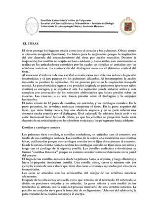 Pontificia Universidad Católica de Valparaíso
Facultad de Ciencias Básicas y Matemáticas – Instituto de Biología
Laboratorio de Antropología Física y Anatomía Humana
EL TÓRAX
El tórax protege los órganos vitales como son el corazón y los pulmones. Ofrece sostén
al cinturón escapular (hombros). Es básico para la respiración porque la inspiración
del aire depende del ensanchamiento del tórax por acción muscular. Durante la
inspiración, las costillas se desplazan hacia adelante y hacia arriba; este movimiento se
realiza en las articulaciones sinoviales por las cuales las costillas se articulan con las
vértebras torácicas. La contracción del diafragma aumenta el diámetro vertical del
tórax.
Al aumentar el volumen de una cavidad cerrada, estos movimientos reducen la presión
intratorácica y el aire penetra en los pulmones dilatados. Al interrumpirse la acción
muscular se produce la espiración. Es un proceso pasivo en la respiración tranquila
normal. La pared torácica regresa a su posición original; los pulmones (por tener tejido
elástico) se encogen, y se expulsa el aire. La espiración puede volverse activa y más
completa por contracción de los músculos abdominales que hacen presión sobre las
visceras. Las visceras, a su vez, hacen presión sobre el diafragma y lo empujan
haciaarriba.
El tórax consta de 12 pares de costillas, un esternón, y los cartílagos costales. En la
parte posterior, las vértebras torácicas completan el tórax. En la parte superior del
tórax, que tiene forma cónica, hay una abertura angosta, y en su parte inferior una
abertura ancha cerrada por el diafragma. Está aplanado de adelante hacia atrás y su
corte transversal tiene forma de riñón, ya que las costillas se proyectan hacia atrás
después de su articulación con las vértebras torácicas y luego regresan hacia adelante.
Costillas y cartílagos costales
Las primeras siete costillas, o costillas verdaderas, se articulan con el esternón por
medio de sus cartílagos costales. Las costillas de la octava a la duodécima son costillas
falsas, así llamadas porque sus cartílagos costales no se fijan directamente al esternón.
Desde la octava costilla hasta la décima los cartílagos costales se fijan unos con otros y
luego con el cartílago de la séptima costilla. Las costillas undécima y duodécima se
llaman "costillas flotantes" porque su extremo anterior termina libremente en la pared
del cuerpo.
El largo de las costillas aumenta desde la primera hasta la séptima, y luego disminuye
hasta la pequeña duodécima costilla. Una costilla típica, como la número seis por
ejemplo, consta de una cabeza que tiene dos caras articulares separadas por una cresta
interarticular.
Las caras se articulan con las semicarillas del cuerpo de las vértebras torácicas
adyacentes.
Después de la cabeza hay un cuello corto que termina en el tubérculo. El tubérculo se
divide en porciones articular y no articular. La parte inferior y más medial de los
tubérculos se articula con la cara del proceso transverso de una vértebra torácica. La
porción no articular sirve para la inserción de un ligamento. 'Además del tubérculo, la
parte restante de la costilla constituye el cuerpo.
 