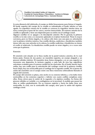 Pontificia Universidad Católica de Valparaíso
Facultad de Ciencias Básicas y Matemáticas – Instituto de Biología
Laboratorio de Antropología Física y Anatomía Humana
A corta distancia del tubérculo, el cuerpo se dobla bruscamente para formar el ángulo.
El borde superior del cuerpo de la costilla es redondeado; el borde inferior es más
agudo. La superficie externa de la costilla es convexa; la superficie interior tiene un
surco costal para el paso de los vasos y nervios intercostales. El extremo anterior de la
costilla es aplanado y tiene una depresión para su unión con el cartílago costal.
Algunas costillas no se apegan a la descripción anterior. Por lo general, la primera
costilla es la más corta y se encuentra aplanada en el plano horizontal. Tiene la mayor
curvatura, pero no forma ángulo, y la cabeza sólo tiene una cara para su articulación
con la primera vértebra torácica. Las costilla décima, undécima y duodécima también
tienen sólo una cara articular en la cabeza, la costilla undécima y duodécima no tienen
ni cuello ni tubérculo. La duodécima costilla puede no tener ángulo y es a veces más
corta que la primera.
Esternón
El esternón está situado en la línea media de la pared torácica anterior, de la cual
forma parte. Consta de tres partes: un manubrio superior, un cuerpo alargado y un
proceso xifoideo inferior. El manubrio tiene forma triangular y en su cara superior se
encuentra una depresión, la incisura yugular; a cada lado de ésta hay superficies
articulares ovaladas para el extremo medial de las clavículas. En el borde lateral, hacia
arriba, hay una carilla para la articulación del cartílago costal de la primera costilla;
hacia abajo, hay una semicarilla para el cartílago de la segunda costilla. En el punto de
unión del manubrio con el cuerpo existe una línea transversa sobresaliente llamada el
ángulo del esternón.
El cuerpo del esternón es plano, más ancho en su extremo inferior, y a los lados tiene
semicarillas en los extremos superior e inferior con cuatro carillas completas entre
ellos. Estas sirven para la unión de la segunda a la séptima costillas. La forma del
proceso xifoideo es variable y es cartilaginoso en la juventud. A medida que pasan los
años se osifica gradualmente. En su extremo superior y hacia los lados tiene una
semicarilla, la cual, con la semicarilla del cuerpo, sirve para la unión del séptimo
cartílago costal.
 