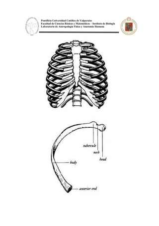 Pontificia Universidad Católica de Valparaíso
Facultad de Ciencias Básicas y Matemáticas – Instituto de Biología
Laboratorio de Antropología Física y Anatomía Humana
 