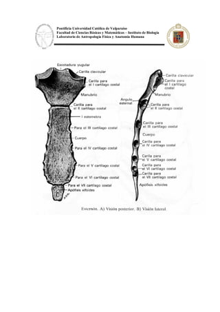 Pontificia Universidad Católica de Valparaíso
Facultad de Ciencias Básicas y Matemáticas – Instituto de Biología
Laboratorio de Antropología Física y Anatomía Humana
 