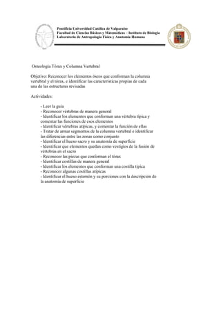 Pontificia Universidad Católica de Valparaíso
Facultad de Ciencias Básicas y Matemáticas – Instituto de Biología
Laboratorio de Antropología Física y Anatomía Humana
Osteología Tórax y Columna Vertebral
Objetivo: Reconocer los elementos óseos que conforman la columna
vertebral y el tórax, e identificar las características propias de cada
una de las estructuras revisadas
Actividades:
- Leer la guía
- Reconocer vértebras de manera general
- Identificar los elementos que conforman una vértebra típica y
comentar las funciones de esos elementos
- Identificar vértebras atípicas, y comentar la función de ellas
- Tratar de armar segmentos de la columna vertebral e identificar
las diferencias entre las zonas como conjunto
- Identificar el hueso sacro y su anatomía de superficie
- Identificar que elementos quedan como vestigios de la fusión de
vértebras en el sacro
- Reconocer las piezas que conforman el tórax
- Identificar costillas de manera general
- Identificar los elementos que conforman una costilla típica
- Reconocer algunas costillas atípicas
- Identificar el hueso esternón y su porciones con la descripción de
la anatomía de superficie
 