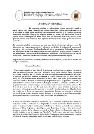 Pontificia Universidad Católica de Valparaíso
Facultad de Ciencias Básicas y Matemáticas – Instituto de Biología
Laboratorio de Antropología Física y Anatomía Humana
LA COLUMNA VERTEBRAL
La columna vertebral o espina dorsal es una parte del esqueleto
axial. Es una vara fuerte y flexible que protege la médula espinal, proporciona soporte
a la cabeza, al tórax, y por medio de éste al miembro superior, y al cinturón pélvico y
miembros inferiores. Protege los órganos vitales del tórax y las estructuras situadas
dentro de la cavidad pélvica. Sirve como base de inserción muscular y es una clave
para la postura del individuo. Sus agujeros intervertebrales dejan pasar los nervios
espinales.
La columna vertebral se compone de una serie de 33 vértebras, o algunas veces 34,
dispuestas en grupos, como sigue: 7 vértebras cervicales, 12 torácicas, 5 lumbares, 5
sacras, y 4 a 5 coccígeas. En el adulto, las vértebras sacras están fusionadas y forman
un solo hueso, el sacro, y las coccígeas integran asimismo un solo hueso, el cóccix. Si
de acuerdo con esto último se hace la cuenta, la columna vertebral contiene 26 huesos
separados. Los discos intervertebrales fibrocartilaginosos son también parte
importante de la columna vertebral; alternan con las vértebras y están situadas entre los
cuerpos vertebrales.
Columna Vertebral
Si se observa desde su cara lateral, la columna vertebral muestra cuatro curvaturas
que son alternativamente convexas y cóncavas en su parte anterior. Estas curvaturas
no existen en el feto. En vez de ello hay una amplia curvatura cóncava hacia adelante.
A medida que el niño aprende a sostener la cabeza erecta (cerca del tercer mes de
vida), las vértebras cervicales, sé enderezan hacia arriba y se forma gradualmente una
curvatura cervical. Cuando el niño adopta la posición erecta y aprende a caminar, se
desarrolla una convexidad anterior en la región lumbar, la curvatura lumbar. En las
regiones torácicas y sacrococcígea las curvaturas conservan la concavidad anterior del
feto. Es por esta razón que las curvaturas torácica y sacra reciben el nombre de
curvaturas primarias; como las curvaturas cervical y lumbar se han modificado desde
su estado en el feto, son curvaturas secundarias. Cuando se observa la columna
vertebral desde su cara anterior o posterior, por lo general no se aprecian curvaturas,
aunque es bastante frecuente que exista una, ligera, hacia la derecha.
A veces se observan curvaturas anormales de la columna vertebral. Una marcada
curvatura hacia la derecha o la izquierda se llama escoliosis. Puede resultar a
consecuencia de parálisis muscular en un lado de la columna vertebral, o de una mala
postura, o bien de procesos patológicos que deterioran el hueso. Una convexidad
posterior excesiva de la columna vertebral se llama cifosis; por lo general afecta a la
región torácica y da el aspecto de "joroba". Puede haber una curvatura lumbar
excesiva, la cual recibe el nombre de lordosis. Estas curvas anormales pueden existir a
resultas de una tuberculosis de las vértebras; este padecimiento provoca
 