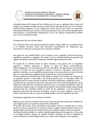 Pontificia Universidad Católica de Valparaíso
Facultad de Ciencias Básicas y Matemáticas – Instituto de Biología
Laboratorio de Antropología Física y Anatomía Humana
reblandecimiento del cuerpo de las vértebras, por lo que se aplastan bajo el peso del
cuerpo. Las vértebras tienden entonces a incrustarse unas dentro de otra, o la co-lumna
vertebral forma pliegues, lo que exagera las curvas que de otro modo son normales.
Otros padecimientos que afectan a los huesos pueden causar los mismos problemas; la
mala postura, la desnutrición (raquitismo) y el uso de zapatos inadecuados también
son a veces causantes de ellos.
Componentes de una vértebra típica
Las vértebras tienen una estructura general común, aunque difieren en tamaño, forma
y en detalles menores. Cada una desarrolla características de adaptación que
determinan su función como parte de la columna vertebral.
Las partes de una vértebra típica son el cuerpo, el arco vertebral y diversos procesos,
superficies articulares y agujeros. El cuerpo y el arco vertebral forman las paredes del
agujero vertebral, a través del cual pasa la médula espinal durante la vida.
El cuerpo de la vértebra forma su parte anterior y más gruesa. En su superficie
superior e inferior, aplanada y rugosa, se fijan los discos intervertebrales
fibrocartilaginosos. La circunferencia de esta superficie está ligeramente elevada para
formar un borde. En las superficies anterior y lateral es frecuente encontrar los
agujeros nutricios, y en la superficie posterior que se encuentra frente al canal vertebral
hay una o dos aberturas irregulares para el paso de las venas basivertebrales.
El arco vertebral se extiende hacia atrás desde el cuerpo de la vértebra. Se compone de
un pedículo grueso a cada lado y de láminas planas que se extienden desde los
pedículos hacia el centro, donde se reúnen en la línea media para completar el arco.
A partir del arco vertebral se proyectan siete procesos. En la unión del pedículo y de la
lámina de cada lado hay un proceso transverso que se extiende lateralmente. Hay un
solo proceso espinoso que se extiende hacia dorsal y hacia inferior desde la línea media
posterior del arco vertebral. Desde la unión de los pedículos .y de las láminas se
proyectan dos pares de procesos articulares, un par en la parte superior y otro en la
inferior. Durante la vida una capa de cartílago hialino cubre la superficie articular.
Variaciones regionales en la columna vertebral
Mientras que todas las vértebras tienen una estructura general común, las vértebras de
cada región poseen sus propias características distintivas.
El tamaño del cuerpo varía, volviéndose más grande y fuerte a medida que se avanza
desde el extremo superior de la columna hacia la región lumbar inferior. Esto es un
arreglo lógico, puesto que las vértebras de la parte inferior cargan más peso corporal.
Los discos intervertebrales se vuelven también gradualmente más gruesos y lo son más
en la región lumbar. Aunque de tamaño bastante uniforme en toda su longitud, el
canal vertebral se ensancha ligeramente y se vuelve más triangular en las regiones
 
