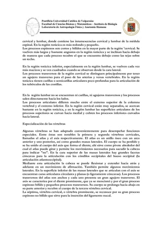 Pontificia Universidad Católica de Valparaíso
Facultad de Ciencias Básicas y Matemáticas – Instituto de Biología
Laboratorio de Antropología Física y Anatomía Humana
cervical y lumbar, donde contiene las intumescencias cervical y lumbar de la médula
espinal. En la región torácica es más redondo y pequeño.
Los procesos espinosos son cortos y bífidos en la mayor parte de la región 'cervical. Se
vuelven más largos y bastante angostos en la región torácica y se inclinan hacia debajo
de manera que cada proceso recubre el que se encuentra debajo como las tejas sobre
un techo.
En la región torácica inferior, especialmente en la región lumbar, se vuelven cada vez
más macizos y se ven cuadrados cuando se observan desde la cara lateral.
Los procesos transversos de la región cervical se distinguen principalmente por tener
un agujero transverso para el paso de las arterias y venas vertebrales. En la región
torácica tienen carillas o semicarillas articulares poco profundas para la articulación de
los tubérculos de las costillas.
En la región lumbar no se encuentran ni carillas, ni agujeros transversos y los procesos
salen directamente hacia los lados.
Los procesos articulares difieren mucho entre el extremo superior de la columna
vertebral y el extremo inferior. En la región cervical están muy separados, se acercan
bastante en la región torácica, y en la región lumbar las superficies articulares de los
procesos superiores se curvan hacia medial y cubren los procesos inferiores curvados
hacia lateral.
Especialización de las vértebras
Algunas vértebras se han adaptado convenientemente para desempeñar funciones
especiales. Entre éstas son notables la primera y segunda vértebras cervicales,
llamadas el atlas y el axis respectivamente. El atlas es un anillo óseo con un arco
anterior y uno posterior, así como grandes masas laterales. El cuerpo se ha perdido y
se ha unido al cuerpo del axis que forma el diente; ahí sirve como pivote alrededor del
cual el atlas puede girar y permite los movimientos necesarios para sacudir la cabeza
para indicar "no". En la cara superior de las masas laterales hay grandes facetas
cóncavas para la articulación con los cóndilos occipitales del hueso occipital (la
articulación atlantooccipital).
Mediante esta articulación la cabeza se puede flexionar y extender hacia atrás y
adelante en un movimiento de afirmación. También permite algunos movimientos
laterales. En la superficie inferior de las masas laterales que se articulan con el axis se
encuentran caras articulares circulares y planas (o ligeramente cóncavas). Los procesos
transversos del atlas son anchos y cada uno presenta un gran agujero transverso. El
axis se caracteriza por el diente prominente, que ya se mencionó y por el gran proceso
espinoso bífido y pequeños procesos transversos. Su cuerpo se prolonga hacia abajo en
su parte anterior y recubre el cuerpo de la tercera vértebra cervical.
La séptima, vértebra cervical, o vértebra prominente, se reconoce por su gran proceso
espinoso no bífido que sirve para la inserción del ligamento nucal.
 