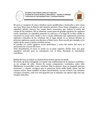 Pontificia Universidad Católica de Valparaíso
Facultad de Ciencias Básicas y Matemáticas – Instituto de Biología
Laboratorio de Antropología Física y Anatomía Humana
El sacro se compone de cinco vértebras sacras modificadas y fusionadas y sirve como
una base firme para la fijación del cinturón pelviano Tiene forma triangular, y en su
superficie pélvica cóncava hay cuatro líneas transversas que indican la unión del
cuerpo de las vértebras. Ahí se observan cuatro pares de grandes agujeros, los agujeros
sacros anteriores. La superficie posterior es convexa y a lo largo de su línea media se
encuentra la cresta sacra media y tres o cuatro tubérculos que representan procesos
espinosos reducidos de las vértebras. En el lugar donde no se forman láminas ni
procesos espinosos, queda una abertura, el hiato sacro. Esto sucede, por ejemplo, en la
región de las cuarta y quinta vértebras sacras.
Se pueden ver cuatro agujeros sacros posteriores, y cerca del vértice del sacro se
encuentran los cuernos del sacro.
Visto lateralmente, el sacro es ancho en su parte superior, donde tiene una gran
superficie articular para su articulación con el ilion, formando la articulación
sacroilíaca.
Debajo de éste, se reduce su anchura hasta formar apenas un borde.
El cóccix, de forma triangular, es la parte más rudimentaria de la columna vertebral, y
es un vestigio de rabo. Consta de cuatro componentes vertebrales, todos ellos
difícilmente reconocibles como vértebras. Sólo la primera tiene un pequeño proceso
transverso y cuernos coccígeos que se proyectan hacia arriba hasta unirse con los
cuernos sacros. Tiene también un disco intervertebral y se une al sacro. Las vértebras
coccígeas restantes, cada una más pequeña que la superior, son apenas algo más que
cuerpos reducidos.
 
