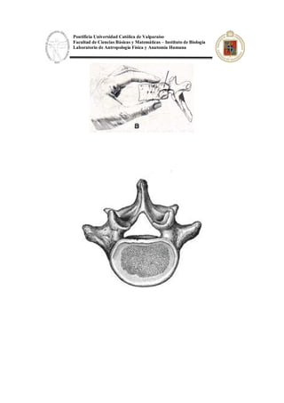 Pontificia Universidad Católica de Valparaíso
Facultad de Ciencias Básicas y Matemáticas – Instituto de Biología
Laboratorio de Antropología Física y Anatomía Humana
 