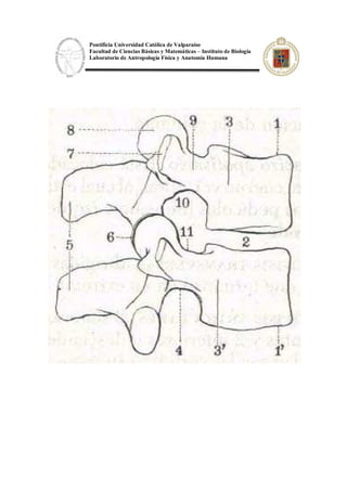 Pontificia Universidad Católica de Valparaíso
Facultad de Ciencias Básicas y Matemáticas – Instituto de Biología
Laboratorio de Antropología Física y Anatomía Humana
 