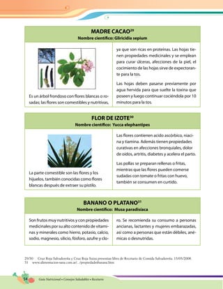 54 Guía Nutricional • Consejos Saludables • Recetario
MADRE CACAO29
Nombre científico: Gliricidia sepium
FLOR DE IZOTE30
Nombre científico: Yucca elephantipes
BANANO O PLATANO31
Nombre científico: Musa paradisíaca
Es un árbol frondoso con flores blancas o ro-
sadas; las flores son comestibles y nutritivas,
ya que son ricas en proteínas. Las hojas tie-
nen propiedades medicinales y se emplean
para curar úlceras, afecciones de la piel, el
cocimiento de las hojas sirve de expectoran-
te para la tos.
Las hojas deben pasarse previamente por
agua hervida para que suelte la toxina que
poseen y luego continuar cociéndola por 10
minutos para la tos.
La parte comestible son las flores y los
hijuelos, también conocidas como flores
blancas después de extraer su pistilo.
Las flores contienen acido ascórbico, niaci-
na y tiamina. Además tienen propiedades
curativas en afecciones bronquiales, dolor
de oídos, artritis, diabetes y acelera el parto.
Las pollas se preparan rellenas o fritas,
mientras que las flores pueden comerse
sudadas con tomate o fritas con huevo,
también se consumen en curtido.
Son frutos muy nutritivos y con propiedades
medicinales por su alto contenido de vitami-
nas y minerales como hierro, potasio, calcio,
sodio, magnesio, silicio, fósforo, azufre y clo-
ro. Se recomienda su consumo a personas
ancianas, lactantes y mujeres embarazadas,
así como a personas que están débiles, ané-
micas o desnutridas.
29/30	 Cruz Roja Salvadoreña y Cruz Roja Suiza presentan libro de Recetario de Comida Salvadoreña. 15/05/2008.
31	www.alimentacion-sana.com.ar/.../propiedadesbanana.htm
 