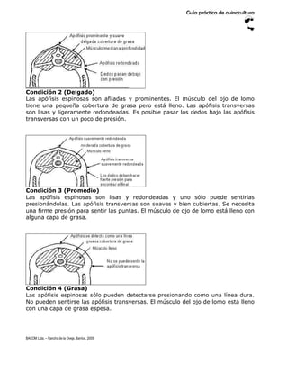 Guía práctica de ovinocultura




Condición 2 (Delgado)
Las apófisis espinosas son afiladas y prominentes. El músculo del ...