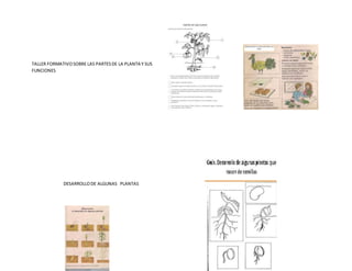 TALLER FORMATIVOSOBRE LAS PARTESDE LA PLANTA Y SUS
FUNCIONES
DESARROLLODE ALGUNAS PLANTAS
 
