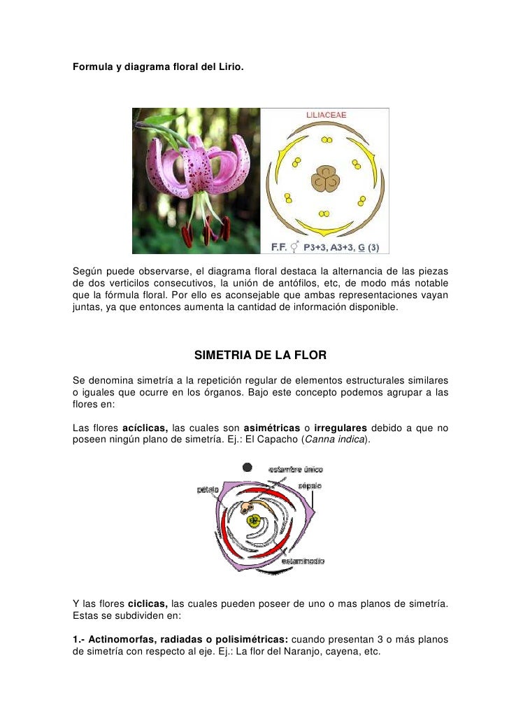 Guia para descripcion morfologica