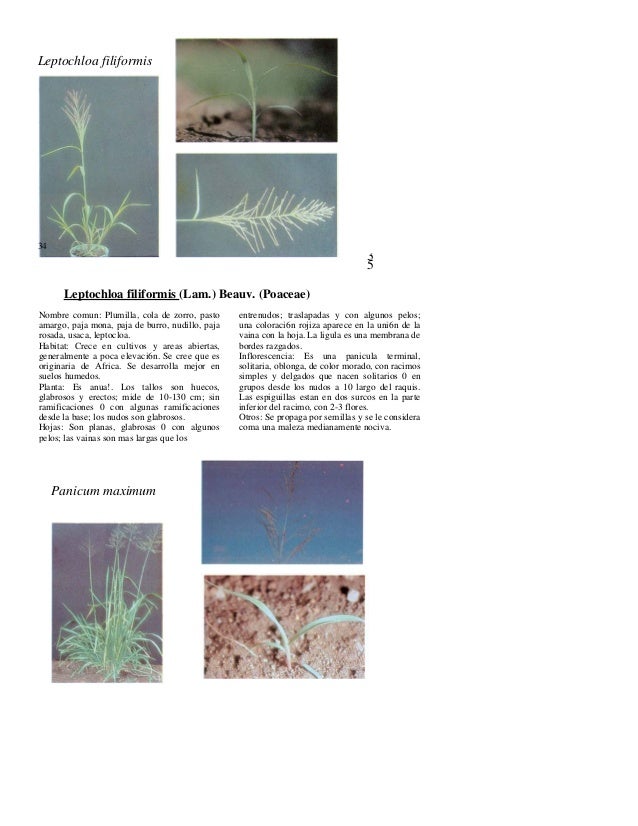Guia para la identificacion de malezas Guia para la identificacion de malezas