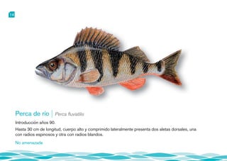 Perca Do Rio Guia_peces.pdf