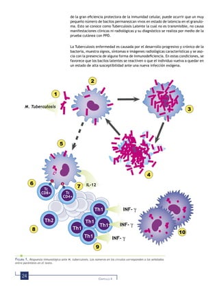 24 CAPÍTULO II
de la gran eﬁciencia protectora de la inmunidad celular, puede ocurrir que un muy
pequeño número de bacilos permanezcan vivos en estado de latencia en el granulo-
ma. Esto se conoce como Tuberculosis Latente la cual no es transmisible, no causa
manifestaciones clínicas ni radiológicas y su diagnóstico se realiza por medio de la
prueba cutánea con PPD.
La Tuberculosis enfermedad es causada por el desarrollo progresivo y crónico de la
bacteria, muestra signos, síntomas e imágenes radiológicas características y se aso-
cia con la presencia de alguna forma de inmunodeﬁciencia. En estas condiciones, se
favorece que los bacilos latentes se reactiven o que el individuo vuelva a quedar en
un estado de alta susceptibilidad ante una nueva infección exógena.
1
2
3
4
6
7
8
9
10
5
Th1
IL-12
Th1
Th1
Th1
Th1
Th2
INF- γ
INF- γ
INF- γ
I
II
Tc
CD8+ Tc
CD4+
M. Tuberculosis
FIGURA 1. Respuesta inmunológica ante M. tuberculosis. Los números en los círculos corresponden a los señalados
entre paréntesis en el texto.
 