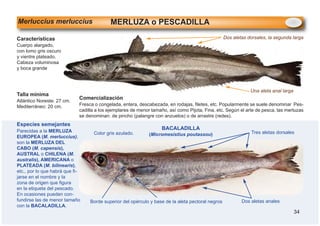 Color Merluza guia_pescados_cam_web.pdf