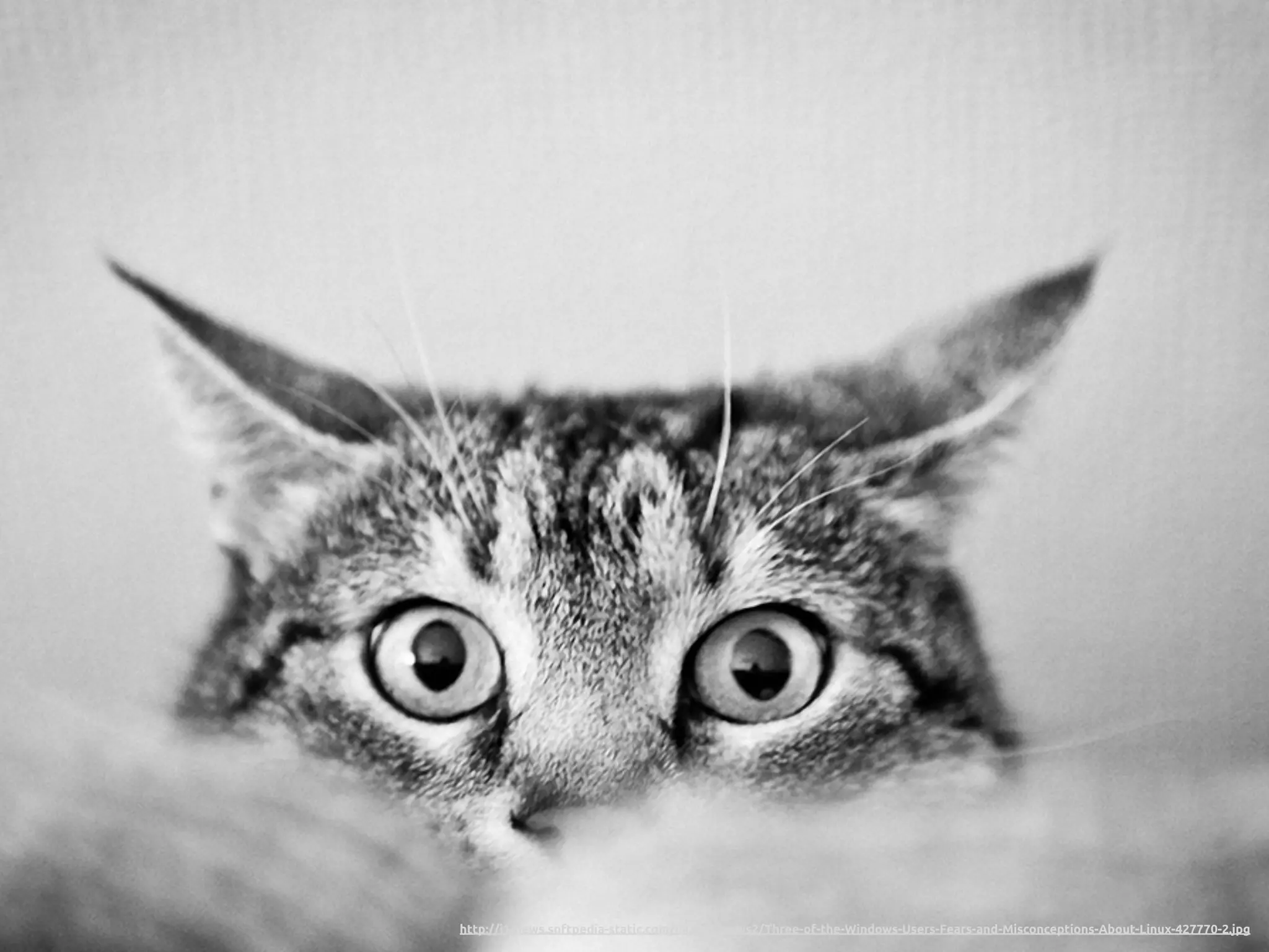 http://i1-news.softpedia-static.com/images/news2/Three-of-the-Windows-Users-Fears-and-Misconceptions-About-Linux-427770-2.jpg
 
