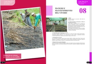 Instalación de sistema
de siembra en tres bolillo.
GUIA PRACTICA
PARA PRODUCTORES
DE CACAO
08
GUIA PRACTICA
PARA PRODUCTORES
DE CACAO
1.Riego:
Realizar cuando sea necesario, sobre todo en
tiempodeverano
2. Control de malezas y frecuencia a realizar el
desmalezadoen vivero:
Para evitar la competencia por el consumo de
agua, los nutrientes y la luz, se debe eliminar
oportunamenterealizandodeshierboscada8días.
Recomendación: Aplicar cascarilla de arroz en la
superficiedelasbolsas alos 20 o 25
Días después del germinado (cuando las plantas
tengan 04 hojitas) para evitar que crezca la maleza
ymantenerlahumedad.
MANEJO Y
MANTENIMIENTO
DEL VIVERO
3.Control fitosanitariodeplantones envivero:
El control de plagas y enfermedades en el vivero se realiza de manera manual (observando y
eliminando plantas enfermas) y con aplicaciones de purín, bioles y preparados biocidas.
Utilizandoingredientesvegetalesdelazona(ají,ortiga,ajo,entreotros).
4.Abonamientoenelvivero:
Se recomienda lo siguiente: Aplicar abonos foliares (BIOL y PURIN) cada 30 días. Selección de
plantones y resiembra: Se debe realizar en forma continua eliminando los plantones raquíticos
(débiles),malesformadosy enfermos.Yresembrandosemillasenlasbolsas vacías.
5.Regulacióndelasombra deltinglado:
Quitar poco a poco las hojas del tinglado o techo con el objetivo de que las plantas reciban más luz
del sol y continúen creciendo hasta llegar un 30% de sombra y empiecen a adaptarse al lugar donde
crecerán.
pág. 19pág. 18
 