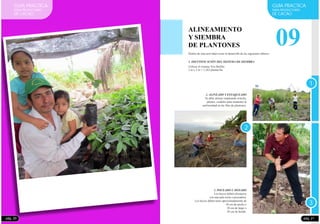 GUIA PRACTICA
PARA PRODUCTORES
DE CACAO
pág. 20
09
GUIA PRACTICA
PARA PRODUCTORES
DE CACAO
Utilizar el sistema Tres Bolillo:
3 m x 3 m = 1,283 plantas/ha.
ALINEAMIENTO
Y SIEMBRA
DE PLANTONES
1
3
2
Dentro de esta actividad existe el desarrollo de las siguientes labores:
1. IDENTIFICACIÓN DEL SISTEMA DE SIEMBRA
2. ALINEADO Y ESTAQUEADO
Se debe alinear empleando wincha,
jalones, cordeles para mantener la
uniformidad en las filas de plantones.
3. POCEADO U HOYADO
Los hoyos deben efectuarse
con una pala recta o poceadora.
Los hoyos deben tener aproximadamente de
30 cm de ancho x
30 cm de largo x
30 cm de hondo.
pág. 21
 