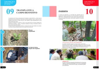 09
GUIA PRACTICA
PARA PRODUCTORES
DE CACAO
Los plantones a los 3 meses están aptos para el trasplante a campo definitivo, y deben tener en
promedio de 30 a 40 cm de altura, seleccionar los mejores plantones, sanos y vigorosos (A).El
trasplante debe hacerse en época lluviosa o días nublados. Regar abundantemente un día
antes(enépocadeverano).
Distribuir los plantones en cada hoyo. Cortar y sacar toda la bolsa con mucho cuidado de no
desmoronar el sustrato (tierra).. Colocamos el plantón en el hoyo. Se procede a cubrir el
hoyocontierranegradelcontorno.
Se debe dar una leve apisonada, evitando la compactación del suelo alrededor de la planta.
Lasbolsasretiradasdelplantóndebenserllevadasalmicrorelleno(B
TRANSPLANTE A
CAMPO DEFINITIVO
A
B
pág. 22
Plantón
trasplantado
reciclaje de bolsas
después del trasplante.
10
pág. 23
GUIA PRACTICA
PARA PRODUCTORES
DE CACAO
INJERTO
La técnica de injertación es la actividad más importante para la
propagación vegetativa de plantas con el fin de transferir y mantener el
100% de las características de la planta madre (Alta productividad,
tolerancia a plagas/enfermedades, precocidad, calidad fino -aromática
y rusticidad
VENTAJAS DE LA TÉCNICA DE INJERTACIÓN
Las plantas injertadas producen en menor tiempo, son precoces.
Presentan una mejor calidad, uniformidad, homogéneos y alta productividad
Plantas tolerantes a plagas y enfermedades. Manejo técnico fácil y económico.
Plantas de porte bajo, teniendo mayor número de plantas por hectárea.
Plantación con rendimiento uniforme.
IMPORTANTE
El éxito de esta técnica depende principalmente de un buen plan,
logística y la destreza del injertador, a la vez de su conocimiento
en la obtención y conservación de yemas y del momento óptimo
de la injertación.
 