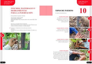 GUIA PRACTICA
PARA PRODUCTORES
DE CACAO
Están permitidos los siguientes materiales:
Tijera de podar. Cuchilla de injertar.
Cintas de plástico transparente.
Bolsitas para chupete. Cera o vela para conservar varas yemeras.Rafia. Varas
yemeras.
Franela
INSUMOS, MATERIALES Y
HERRAMIENTAS
PARA LA INJERTACIÓN
Época que se recomienda realizar la Injertación
Extracción y el manejo de las varas yemeras para realizar la
Injertación
.
Inicio y término de lluvias, tener en cuenta las fases lunares. Para otros casos
evaluar las condiciones climáticas y la sombra temporal.
La extracción de varas se realizará en horas de la mañana o en la tarde, y un
día antes
pág. 24
10
GUIA PRACTICA
PARA PRODUCTORES
DE CACAO
TIPOS DE INJERTO
Los injertos más´practicados son:
pág. 25
A
B
C
INJERTO TIPO PARCHE
Es el injerto más conocido por su
antigüedad que se inició en cacao,
como su nombre lo indica tiene
forma de parche (A).
INJERTO TIPO PÚA CENTRAL
Consiste en insertar en el patrón
una parte de la vara con tres yemas
viables (B).
D
INJERTO TIPO PÚA LATERAL
Se recomienda este tipo de injerto en
plantas con tallos gruesos ©.
INJERTO TIPO MOMIA
Es un injerto de púa lateral con la diferencia
que todo el segmento de la vara se cubre con
la cinta plástica la base se envuelve con una
cinta para tener más tiempo atado, y la otra
parte que no está en contacto con el tallo del
patrón se envuelve con otra cinta dando la
apariencia de una momia (D).
 