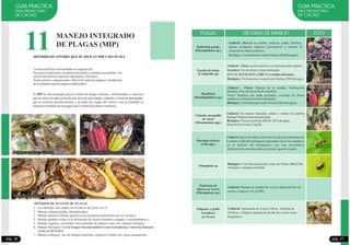 GUIA PRACTICA
PARA PRODUCTORES
DE CACAO
pág. 26
11 MANEJO INTEGRADO
DE PLAGAS (MIP)
Lamayoríadelasenfermedadesseoriginanpor:
Presentar condiciones climáticas favorables y plantas susceptibles. No
realizarlaslaboresculturalesoportunasyeficientes.
Suelos pobres y degenerados; déficit de material orgánico. Instalación
delasplantacionesenlugaresinadecuados.
MÉTODOS DE CONTROL QUE SE APLICAN POR CADA PLAGA
El MIP es una estrategia para el control de plagas (insectos, enfermedades y malezas)
que involucra la aplicación de una serie de actividades, métodos y técnicas apropiadas,
que se realizan periódicamente y en todas las etapas del cultivo, con la finalidad de
mantenerlapoblacióndeplagasbajoelumbraldedañoeconómico.
Pulgones en brotes tiernosPulgones en brotes tiernos Moniliasis (polvo blanco parte externaMoniliasis (polvo blanco parte externa
Moniliasis (pudrición de los granos parte interna)Moniliasis (pudrición de los granos parte interna)
MÉTODOS DE MANEJO DE PLAGAS
1. Los métodos más usados en el cultivo de Cacao son 4:
2. Manejo cultural (podas, desmalezados)
3. Manejo químico (última opción se usa productos permitidos por las normas),
4. Manejo genético (Que es la utilización de clones tolerantes a plagas y enfermedades) y
5. Manejo orgánico, existiendo otros métodos de manejo como son: manejo biológico.
6. Manejo Biológico
7. Manejo etológico: uso de trampas amarillas, (plástico Untado con grasa transparente
Uso de hongos biocontroladores como trichoderma y bauveria Bassiana
(venta en SENASA)
GUIA PRACTICA
PARA PRODUCTORES
DE CACAO
pág. 27
PLAGAS FOTOMÉTODOS DE MANEJO
Pudrición parda
(Phytophthora sp.)
Cultural: Manejar la sombra, malezas, podar, fertilizar,
aplicar productos cúpricos preventivos y realizar la
remocióndefrutosenfermos.
Biológico:(Trichodermaviride4bolsas/200ltdeagua).
Escoba de bruja
(Crinipellis sp)
Moniliasis
(Moniliophthora sp.)
Chinche mosquilla
de cacao
(Monalonium spp.)
Hormiga arriera
(Atta spp.)
Omophota sp
Pudrición de
Raíces en vivero
(Phytophtora sp.)
Pulgones y grillo
cortadores
en Vivero
Cultural–Físico:poda sanitaria,uso defungicidascúprico.
Genético:Uso declonesy tipostolerantes
CCN 51, ICS 95, ICS 1eIMC 67ycriollostolerantes
Biológico: Trichodermastromaticum4bolsas/200ltdeagua
Cultural – Físico: Manejo de la sombra, fertilización
potásica.Eleccióndeun buensemillero.
Físico: Realizar una poda periódica, cosechar los frutos
madurosyeliminarlosfrutosafectados.
Biológico:(Trichodermaviride4bolsas/200ltdeagua).
Cultural: En épocas húmedas, podar y reducir la sombra,
manejarPlantacionesdeportebajo.
Biológico:Neemarazónde100ml/20Ltdeagua.
Beauveriabassiana 2 kg/ha.
Cultural: Sacar los nidos y destruir sus sitios de alimentación.
Cambiar el pH del hormiguero aplicando cal en las entradas y
en el interior del hormiguero con una insufladora.
Aplicacióndesoluciónsalinaenelnido,aguahirviendo.
Biológico: Usar Bioinsecticida a base de Neem 100ml/20L
Etológico: trampas amarillas
Cultural: Manejo de sombra de vivero, aplicación de cal,
ceniza y cúprico (45 gr/20lt).
Cultural: Aplicación de Ceniza 240 gr. /mochila de
20 litros y limpieza general de bordes de vivero como
hospederos.
 