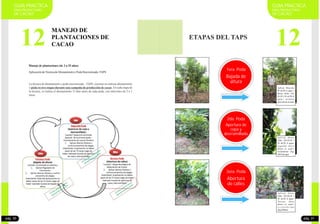 12
GUIA PRACTICA
PARA PRODUCTORES
DE CACAO
ETAPAS DEL TAPS
1era. Poda
Bajada de
altura
2da. Poda
3era. Poda
Abertura
de calles
Apertura de
copa y
desrramillado
pág. 31
GUIA PRACTICA
PARA PRODUCTORES
DE CACAO
12
MANEJO DE
PLANTACIONES DE
CACAO
Manejo de plantaciones (de 3 a 25 años)
AplicacióndeTécnicadeAbonamientoyPodaSincronizada-TAPS
La técnica de abonamiento y poda sincronizada – TAPS, consiste en realizar abonamiento
y poda en tres etapas durante una campaña de producción de cacao. En cada etapa de
la técnica, se realiza el abonamiento 15 días antes de cada poda, con intervalos de 2 a 3
mese
pág. 30
Aplicar abono
foliar (20-20-20 )
50 ml/20 lt agua+
Tercera dósis
abono al suelo+
t r i c h o d e r m a
2kg/200ltde
Aplicar abono
foliar (20-20-20 )
50 ml/20 lt agua+
s e g u n d a d ó s i s
abono al suelo+
trichoderma 2kg/
200 ltdeagua
Aplicar Biocyme
40 ml/20 Lt agua +
abono foliar (20-
20-20 ) 50 ml/20 lt
agua+ primera
dósis abonoalsuelo
 