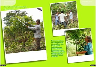 GUIA PRACTICA
PARA PRODUCTORES
DE CACAO
pág. 33
Recomendaciones
a tener en cuenta
para realizar una
buena poda:
Realicemos esta
poda al finalizar
los períodos secos.
Eliminemos plantas
dañinas, nidos de
comején y ramas
enfermas
GUIA PRACTICA
PARA PRODUCTORES
DE CACAO
pág. 32
“Hay que tener presente que si no se realiza
la poda, no se tendrá resultados satisfactorios
con la producción”
 