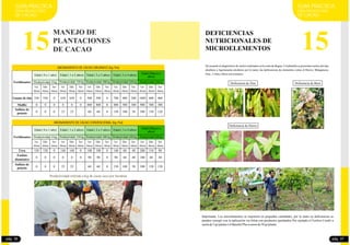 15
GUIA PRACTICA
PARA PRODUCTORES
DE CACAO
De acuerdo al diagnóstico de suelos realizados en la zona de Bagua- Uctubamba se presentan suelos del tipo
alcalinos a ligeramente alcalinos por lo tanto, las deficiencias de elementos como el Hierro, Manganeso,
Zinc, CobreyBoroson comunes
DEFICIENCIAS
NUTRICIONALES DE
MICROELEMENTOS
Deficiencia de BoroDeficiencia de Zinc
Deficiencia de Hierro
Importante: Los microlementos se requieren en pequeñas cantidades, por lo tanto su deficiencias se
pueden corregir con la aplicación vía foliar con productos quelatados Por ejemplo el Ferilon Combi a
razónde5gr/plantaóelBasaferPlus arazonde50 gr/planta
pág. 37
GUIA PRACTICA
PARA PRODUCTORES
DE CACAO
15
MANEJO DE
PLANTACIONES
DE CACAO
ABONAMIENTO DE CACAO ORGÁNICO (kg /ha)
Edad ( 0 a 1 año)
Productividad: 0 kg
Edad ( 1 a 2 años) Edad ( 2 a 3 años) Edad ( 3 a 4 años)
Edad (Mayor a
años)
Productividad: 400 kgProductividad: 150 kg Productividad: 650 kg Productividad:1500 kgFertilizantes
Guano de isla
Mallki
Sulfato de
potasio
1er.
Abon
2do.
Abon
3er.
Abon
1er.
Abon
2do.
Abon
3er.
Abon
3er.
Abon
2do.
Abon
1er.
Abon
1er.
Abon
2do.
Abon
3er.
Abon
1er.
Abon
2do.
Abon
3er.
Abon
550 550 0 650 650 0 500 500 0 700 400 200 1000 400600
0 0 0 0 0 0 800 800 0 800 500 300 300500900
0 0 0 25 25 60 60 0 150 100 50 300 150 120
ABONAMIENTO DE CACAO CONVENCIONAL (kg /ha)
Edad ( 0 a 1 año)
Productividad: 0 kg
Edad ( 1 a 2 años) Edad ( 2 a 3 años) Edad ( 3 a 4 años)
Edad (Mayor a
años)
Productividad: 400 kgProductividad: 150 kg Productividad: 650 kg Productividad:1500 kgFertilizantes
Sulfato de
potasio
1er.
Abon
2do.
Abon
3er.
Abon
1er.
Abon
2do.
Abon
3er.
Abon
3er.
Abon
2do.
Abon
1er.
Abon
1er.
Abon
2do.
Abon
3er.
Abon
1er.
Abon
2do.
Abon
3er.
Abon
Fosfato
diamónico
Úrea 120 0 140 140 0 100 100 0 140 60 40 80110200
0 0 0 25 25 60 60 0 150 100 50 300 150 120
0 0 0 0 0 0 90 90 0 90 60 40 4060100
120
Productividad referida a Kg de cacao seco por hectárea
pág. 36
 