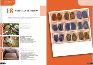 GUIA PRACTICA
PARA PRODUCTORES
DE CACAO
pág. 42
18 COSECHA Y BENEFICIO
El beneficio del cacao es un proceso que obedece a los principios básicos de conservación
dealimentosysehaceconlafinalidaddemejorarlacalidaddelgrano.
Comprende las siguientes labores:
1. Cosecha selectiva del cacao:
Recoger solamente las mazorcas maduras,
con una tijera de poda (cortar en el
tallito que sostiene el fruto,
lo más cerca a la mazorca).
1
2
3
2. Quiebra de la mazorca y para
qué se realiza:
Después de haber cosechado las
mazorcas maduras del cacao, la quiebra
de las mazorcas la podemos hacer con
un machete corto sin filo, procurando no dañar
las semillas para garantizar su calidad.
3. Fermentación de granos de
cacao:
La fermentación consiste en lo siguiente:
- Descomposición y remoción del mucílago
azucarado que cubre el grano fresco.
- Elevar la temperatura que mata al embrión.
- Destrucción de las células pigmentadas o cambios
en la pigmentación interna.
- La transformación del sabor astringente
de los cotiledones.
- Desarrollar el sabor y aroma del chocolate
pág. 43
GUIA PRACTICA
PARA PRODUCTORES
DE CACAO
 