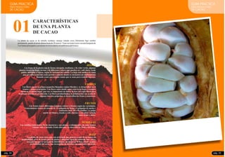 01
HOJAS
FLORES
FRUTOS
SEMILLAS
RAÍZ
Las hojas de la planta son de forma alargada, medianas y de color verde, algunas
plantas tienen las hojas tiernas y de diferentes colores que pueden ser: café claro, verde
pálido, morados o rojizos, según la variedad del cultivo. La hoja está unida a la rama
por un tallito conocido como pecíolo o pinzote donde se encuentra un abultamiento
llamado yema que origina ramas que se usan para realizar injertos.
Las flores nacen en grupos pequeños llamados cojines florales y se desarrollan en el
tronco y ramas principales. Las flores salen donde antes estuvieron hojas y siempre
nacen en el mismo lugar; por eso, es importante no dañar la base del cojín floral para
mantener una buena producción. Las flores produciéndose la polinización con ayuda de
algunos insectos pequeños, se desarrollan los frutos o mazorcas.
Los frutos tienen diferentes tamaños, colores y formas según las variedades.
Generalmente tienen un tamaño de 12 pulgadas de largo y 4 pulgadas de ancho y
contienen entre 20 o 50 semillas. La pulpa
puede ser blanca, rosada o café, olorosa y con sabor variado
entre ácido y dulce.
Las semillas están dentro de las mazorcas y son planas o redondeadas, de color blanco
violetas, café o morado. Están ubicadas en cinco hileras dentro del fruto.
La planta de cacao tiene una raíz principal, que penetra a más de un metro de
profundidad, sirve de sostén para la planta y absorber agua del subsuelo. Sus raíces
secundarias que se encuentran distribuidas alrededor de la base árbol y a poca
profundidad del suelo, son encargadas de absorber los nutrientes del suelo.
CARACTERÍSTICAS
DE UNA PLANTA
DE CACAO
La planta de cacao es de tamaño mediano, aunque cuando crece libremente bajo sombra
permanente, puede alcanzar alturas hasta de 20 metros.Tiene un tronco recto con una horqueta de
3a6ramasprincipalesaunmismonivelentodalacircunferenciadeltronco.
GUIA PRACTICA
PARA PRODUCTORES
DE CACAO
GUIA PRACTICA
PARA PRODUCTORES
DE CACAO
pág. 04 pág. 05
 