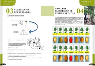 03
Fijar la posición de los extremos sueltos con la
ayuda de la tercera vara en la parte media del agro
nivel
Con un extremo de la cuerda amarrar la piedra, y con
el otro extremo amarrar en el centro de la unión de
lasdos primerasvarasunidapor elclavo
Para el agro-nivel en una posición y colocar una
marca donde la cuerda lo señale o estabilice.
Posición“1”.
CONTRUCCION
DELAGRONIVEL
1. Tomar dos varas y clavarlas en los extremos.
2. Luego abrir los extremos libres a dos metros
Nivelación del agro-nivel
Cambiar la posición de las patas del agronivel, ubicando en la misma posición que un extremo
ocupóinicialmenteymarcardondelacuerdaloseñaleoestabilice:Posición“2”.
Medirconunawinchaladistanciaentrelos puntos 1 y2.
Dividir entre 2 la distancia y marcar el punto medio 3 el cual será el nivel que mande en el
terrenoparaalinearlasfilasdesiembra.
3.
4.
1.
2.
3.
4.
GUIA PRACTICA
PARA PRODUCTORES
DE CACAO
GUIA PRACTICA
PARA PRODUCTORES
DE CACAO
04
ARREGLOS
CLONALES EN EL
CULTIVO DE CACAO
pág. 09pág. 08
Los arreglos clonales están referidos a la incompatibilidad sexual, que es uno de
los factores de productividad que no se toma en cuenta en la zona en estudio. La
productividad en cacao está asociada indudablemente al potencial genético y a las
característicasdecompatibilidaddelosmaterialesquesesiembra.
Arreglo clonal sugerido para las plantaciones de Cacao Amazonas Perú:
plantas elites (Calidad y productividad). Los clones “A” se encuentran
propagados el as parcelas de los socios de la CEPROAA, como jardines clonales,
enumeradosdelA-1 alA-135.
IMC 67 A8 A 10 TSH 565 A6 A16 IMC 677
IMC 67 A70 A 10 TSH 565 A6 A16 IMC 677
 